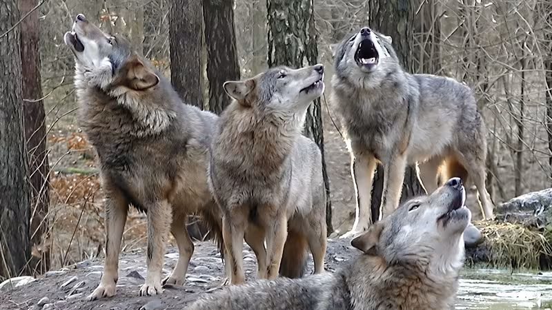 Wölfe im Wildpark-MV