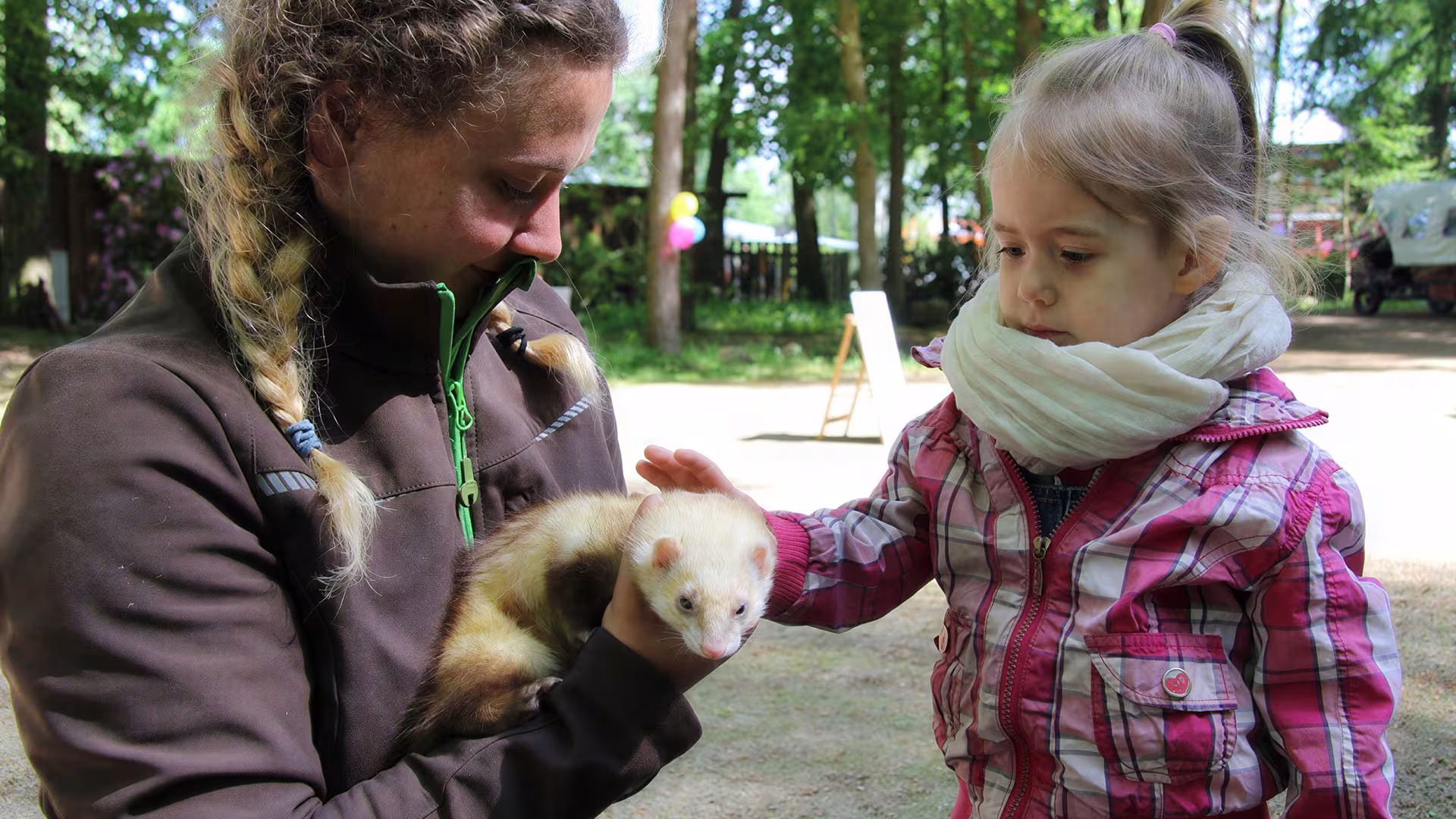 Tierbegegnung im Wildpark-MV mit einem Frettchen