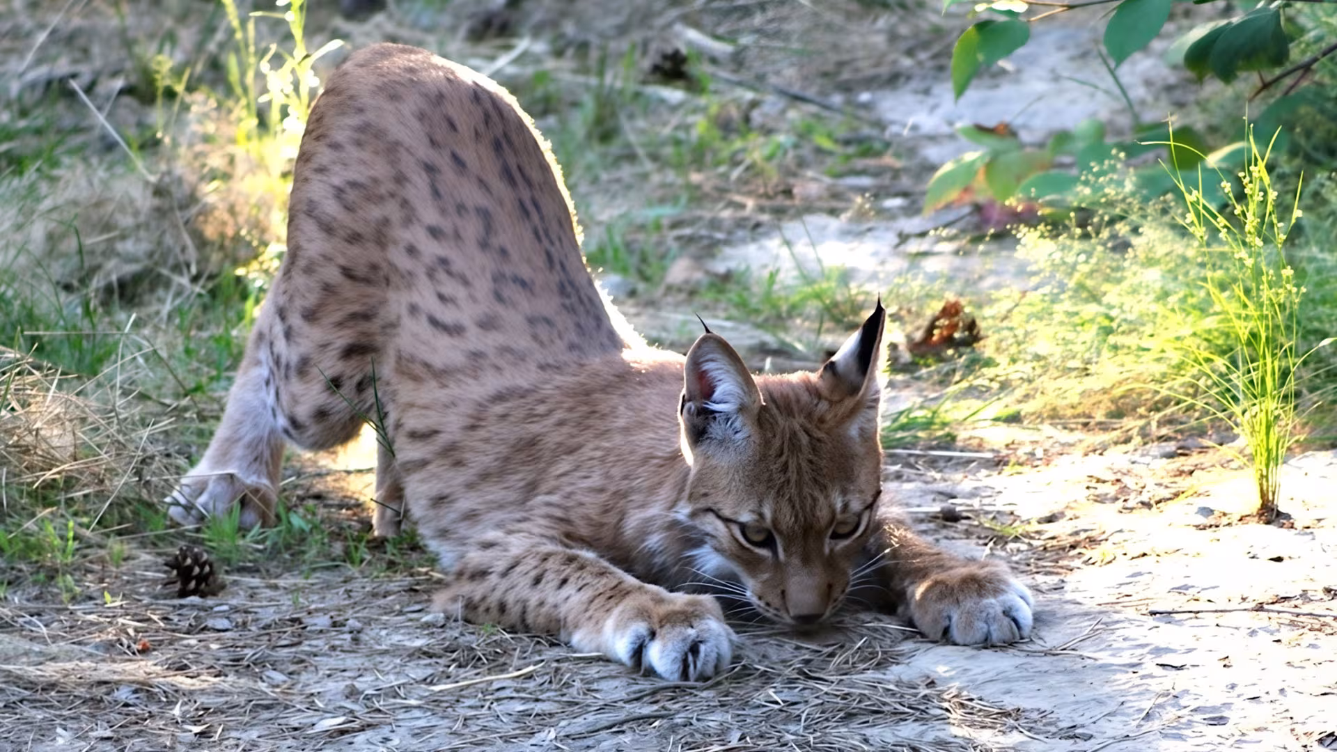 Unsere Tiere im Wildpark-MV