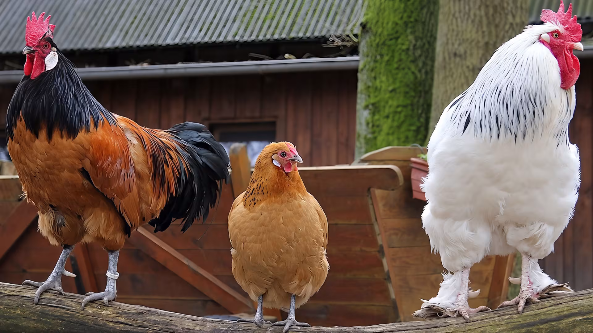 Tiere im Wildpark-MV
