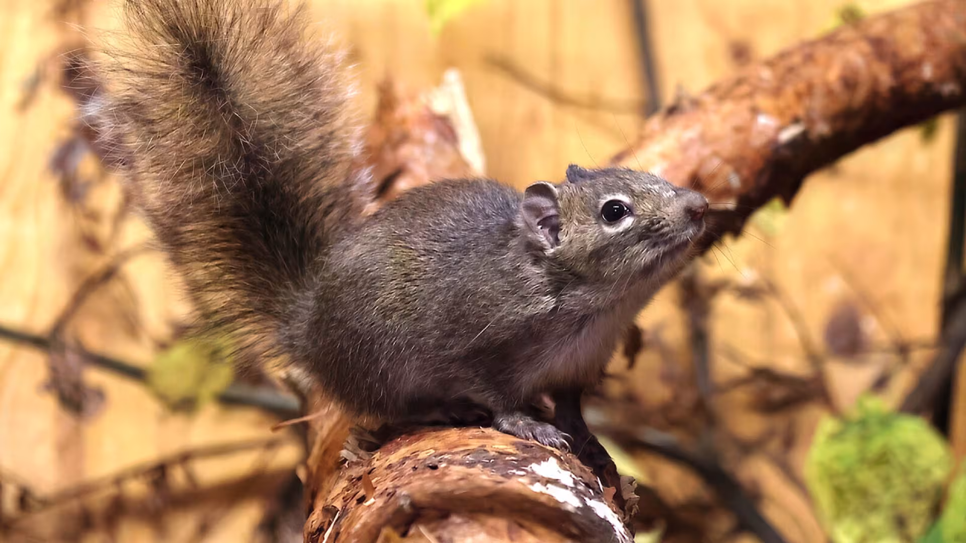 Tierischer Neuzuwachs im Wildpark-MV