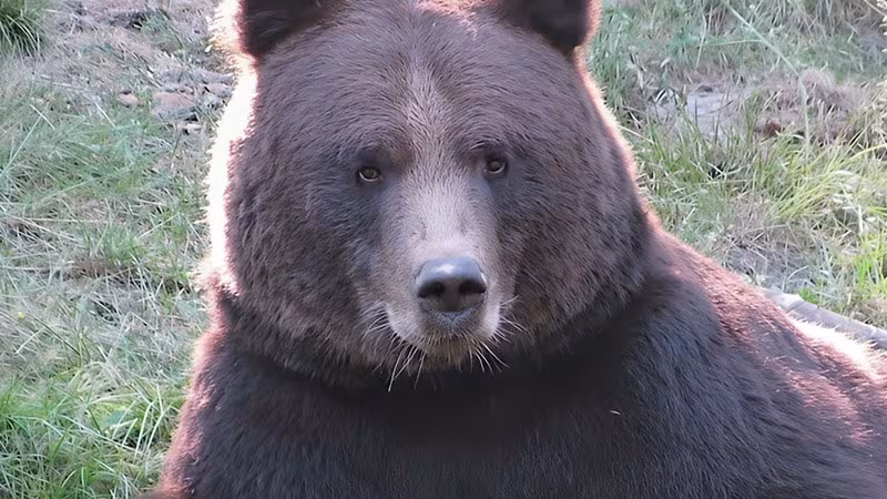 Braunbär im Wildpark-MV