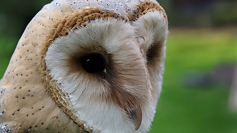 Eule im Wildpark-MV