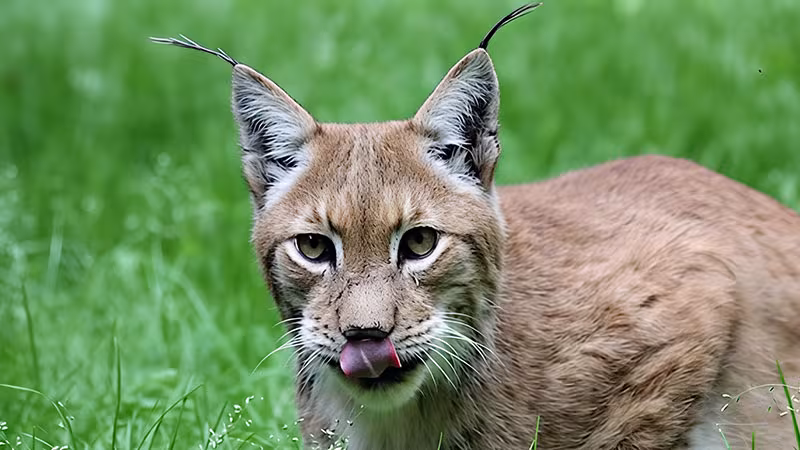 Luchs im Wildpark-MV