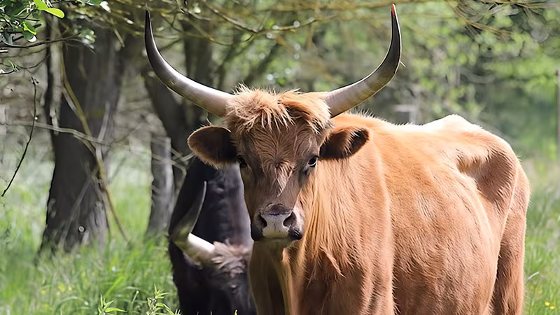 Rind im Wildpark-MV