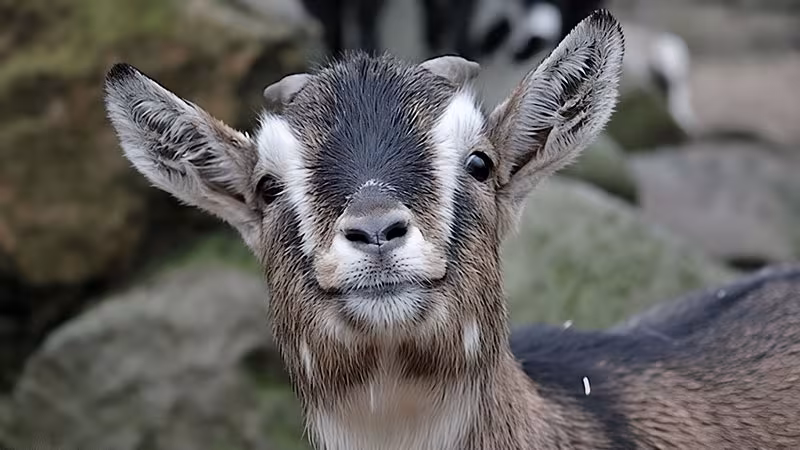 Ziege im Wildpark-MV