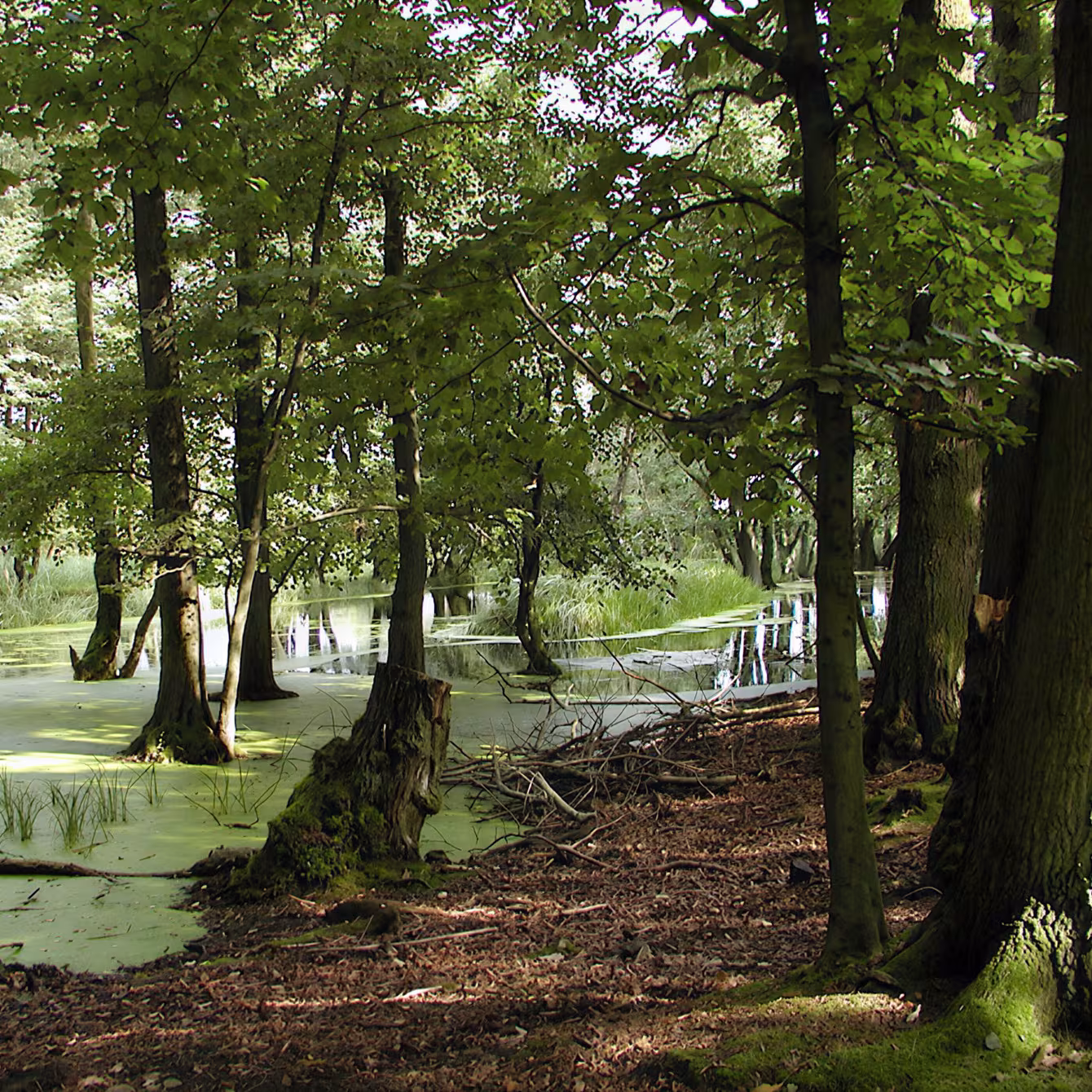 Wald