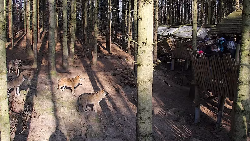 Wölfe im Wildpark-MV