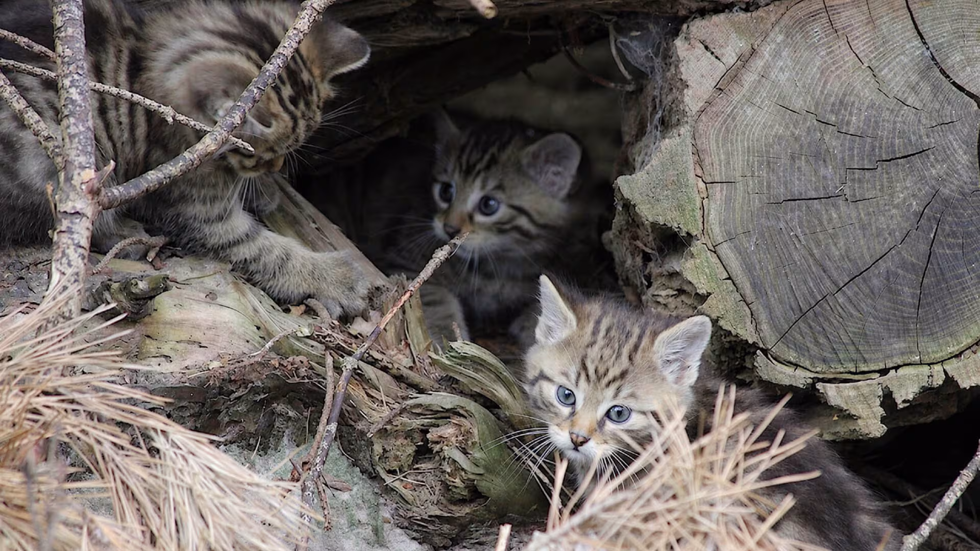 Wildkatzen-Nachwuchs im Wildpark-MV