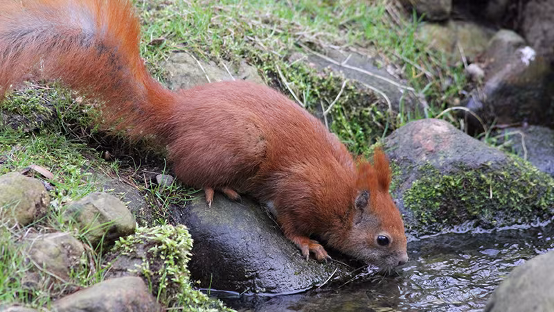 Eichhörnchen im Wildpark-MV