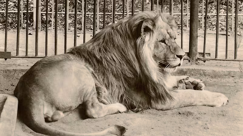 Löwe im Wildpark-MV, historisches Foto