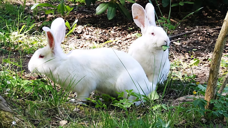 Haus- & Hoftiere im Wildpark-MV