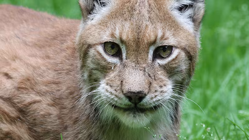 Luchs im Wildpark-MV