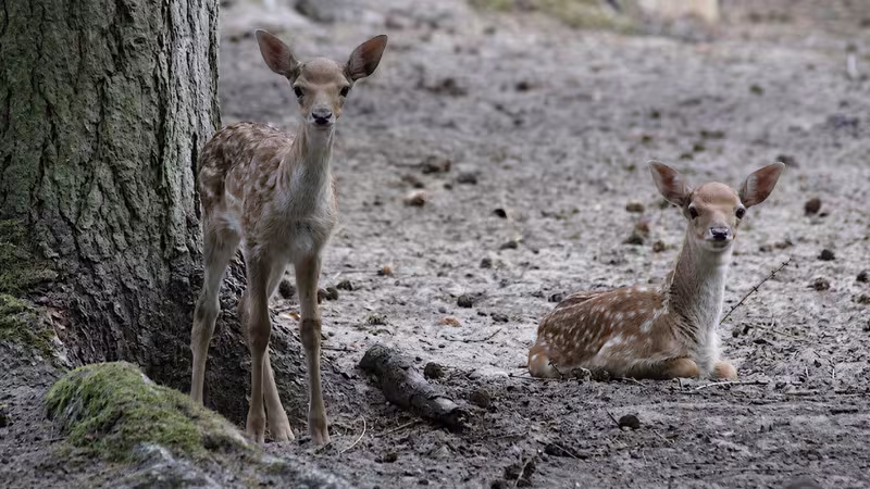Damwild im Wildpark-MV