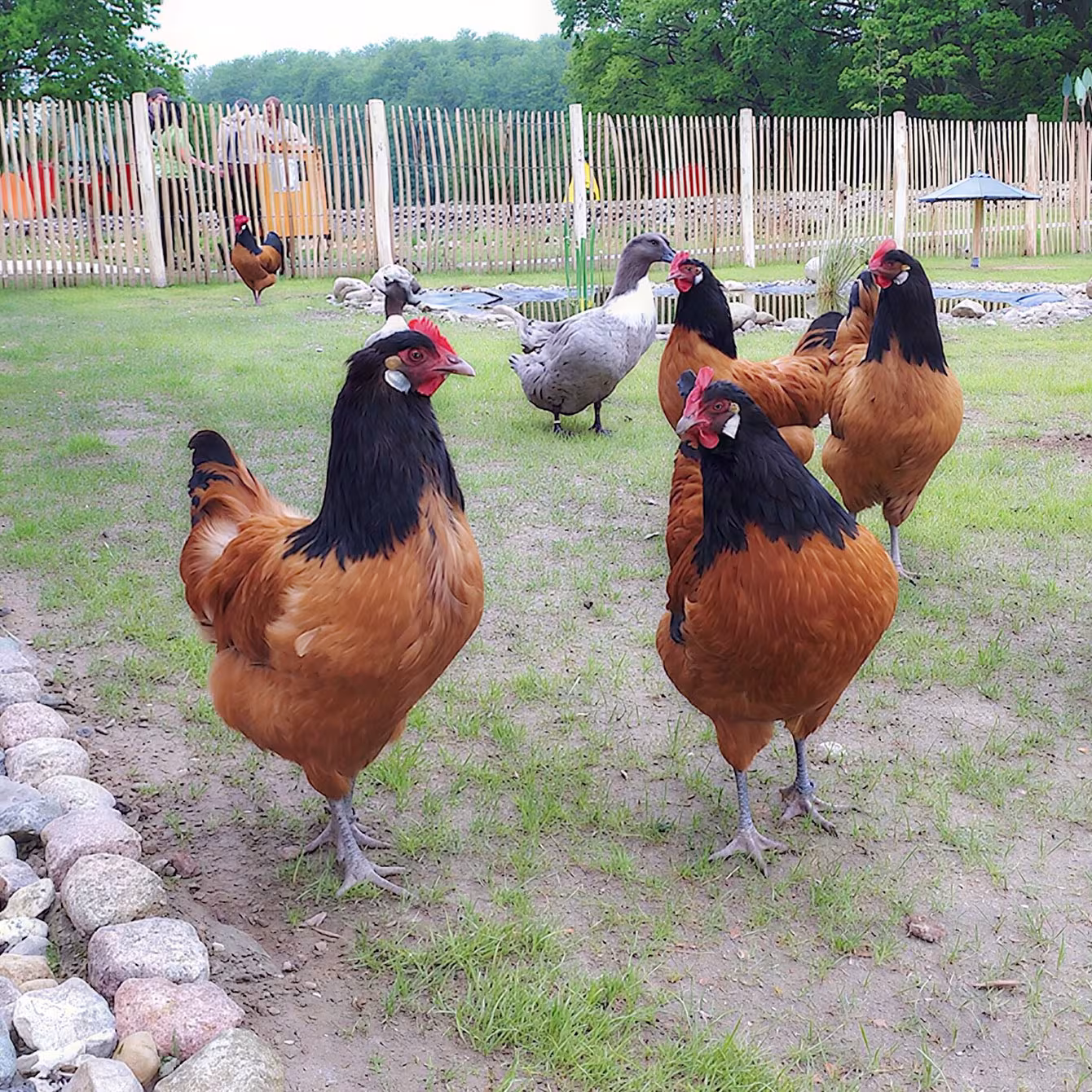 Hühner im Wildpark-MV