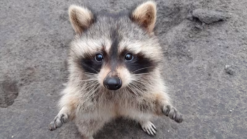 Waschbär im Tierpark-MV