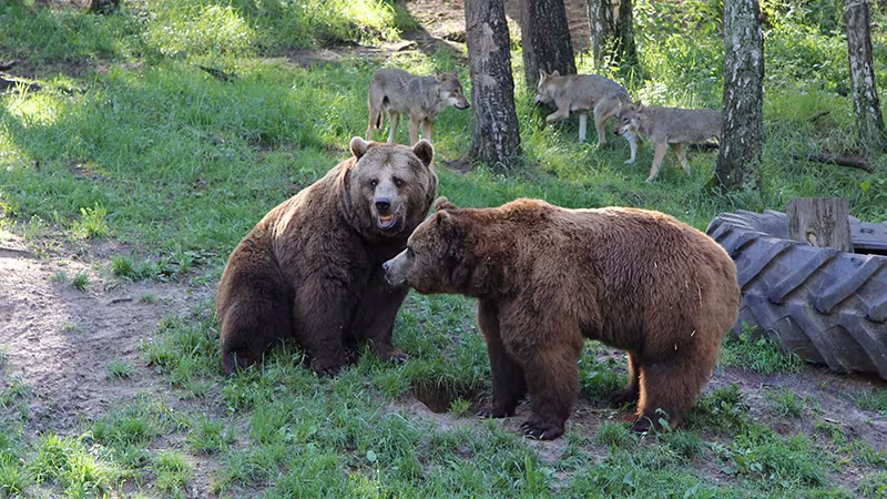 Bären im Wildpark-MV