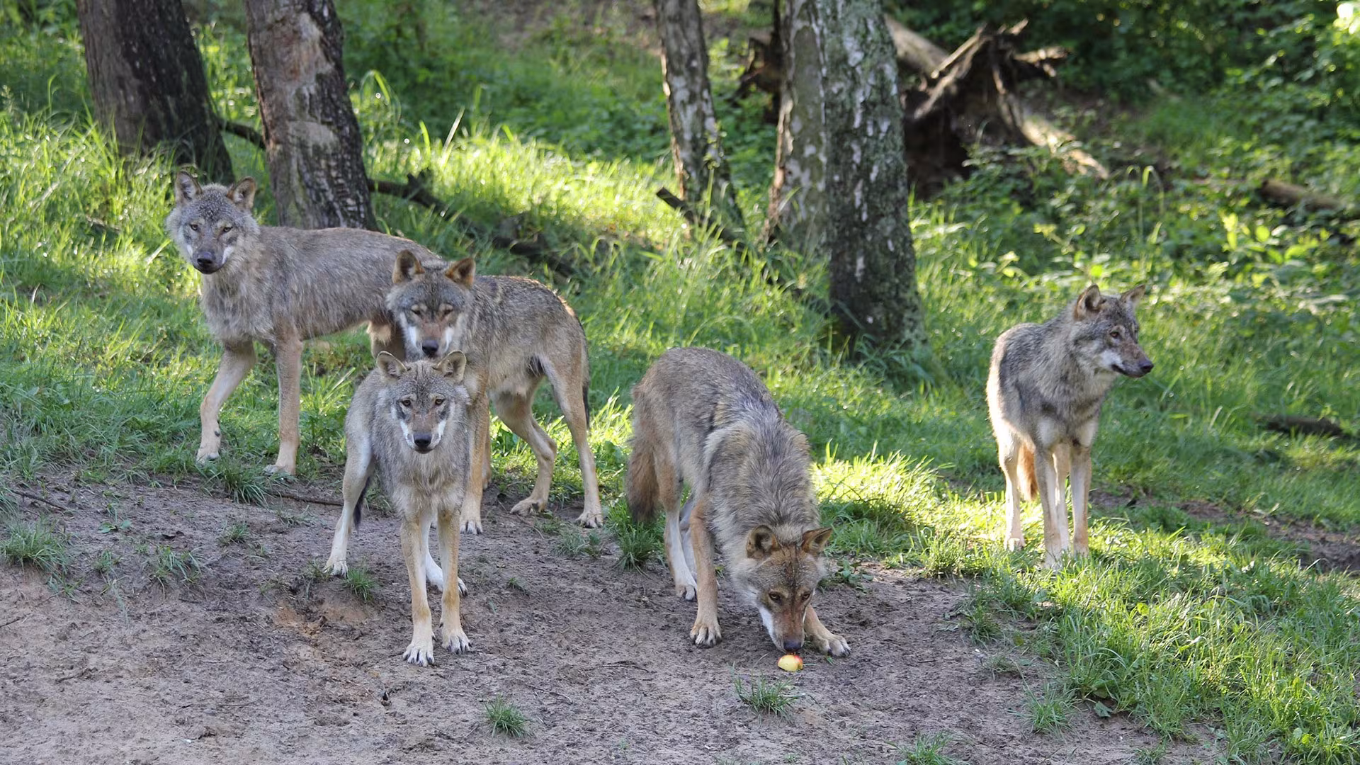 Wölfe im Wildpark-MV