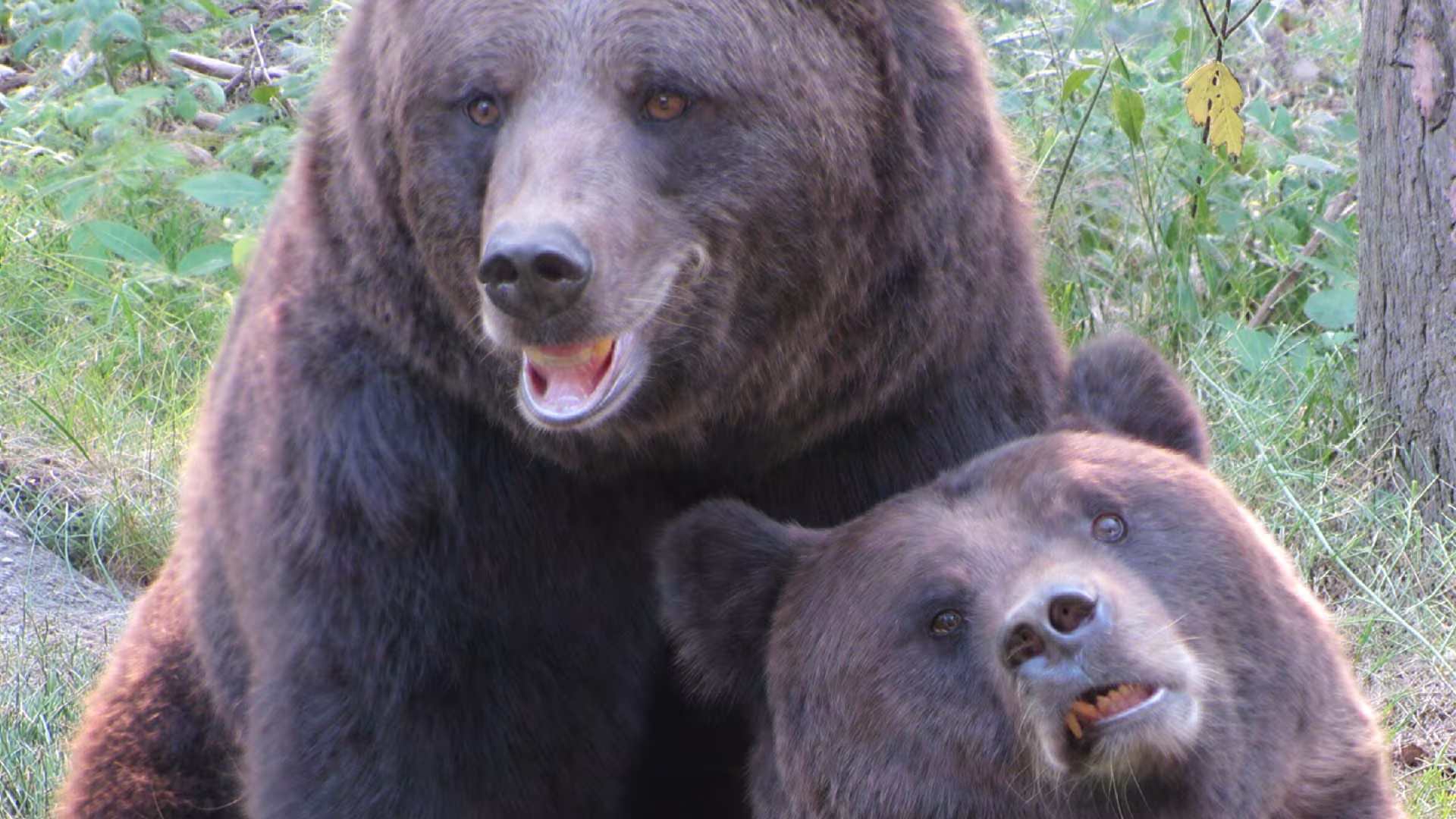 Wildpark-MV weiterhin geöffnet