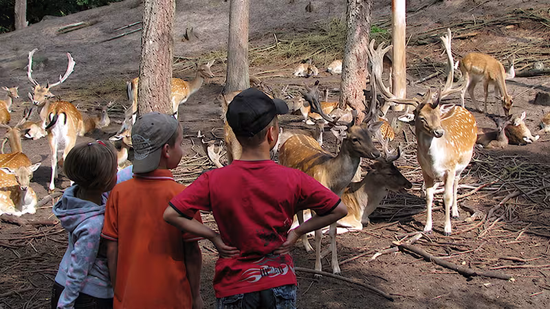 Wildfreigehege im Wildpark-MV
