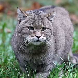Wildkatzen im Wildpark-MV