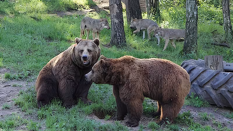 Wildtiere im Wildpark-MV