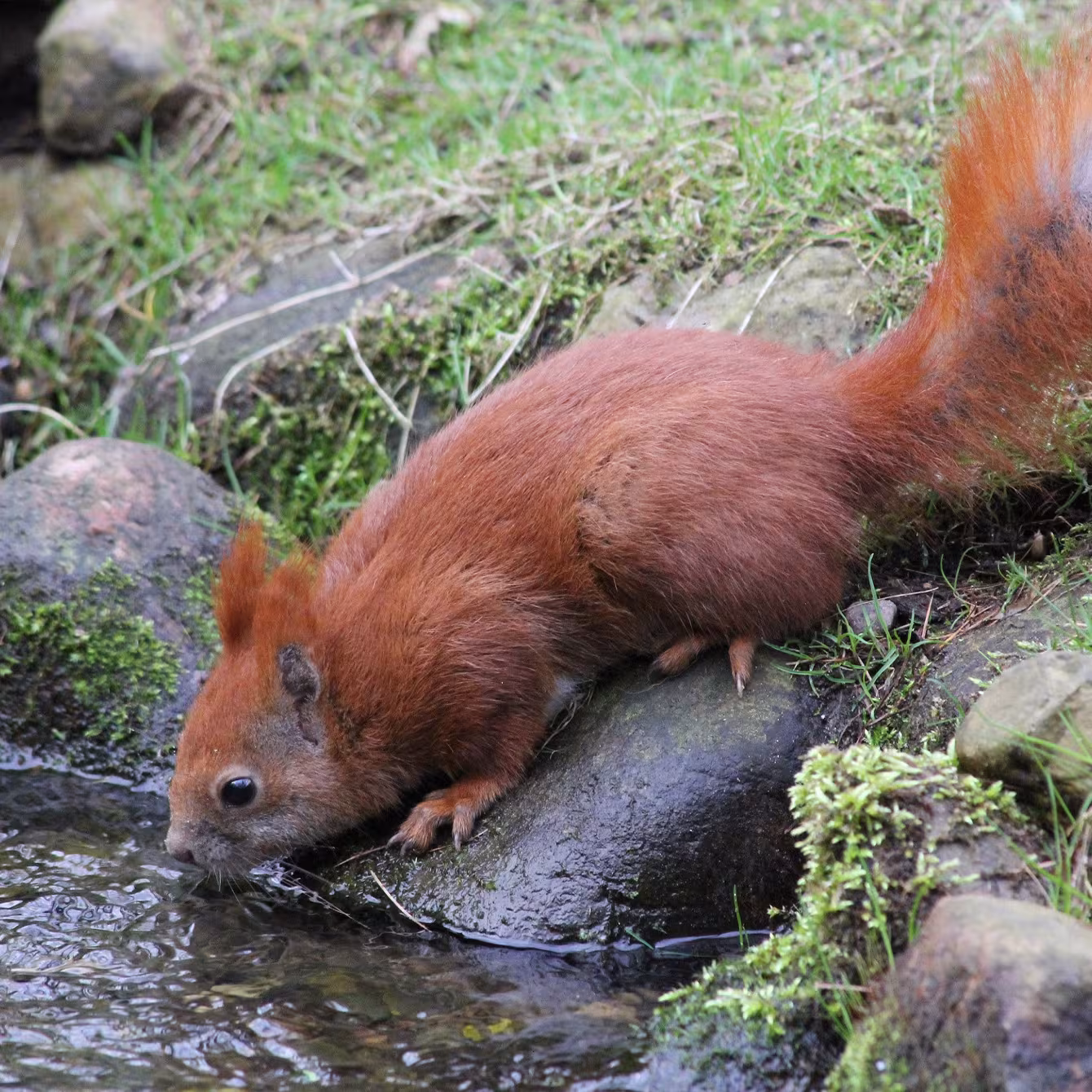 Eichhörnchen im Wildpark-MV