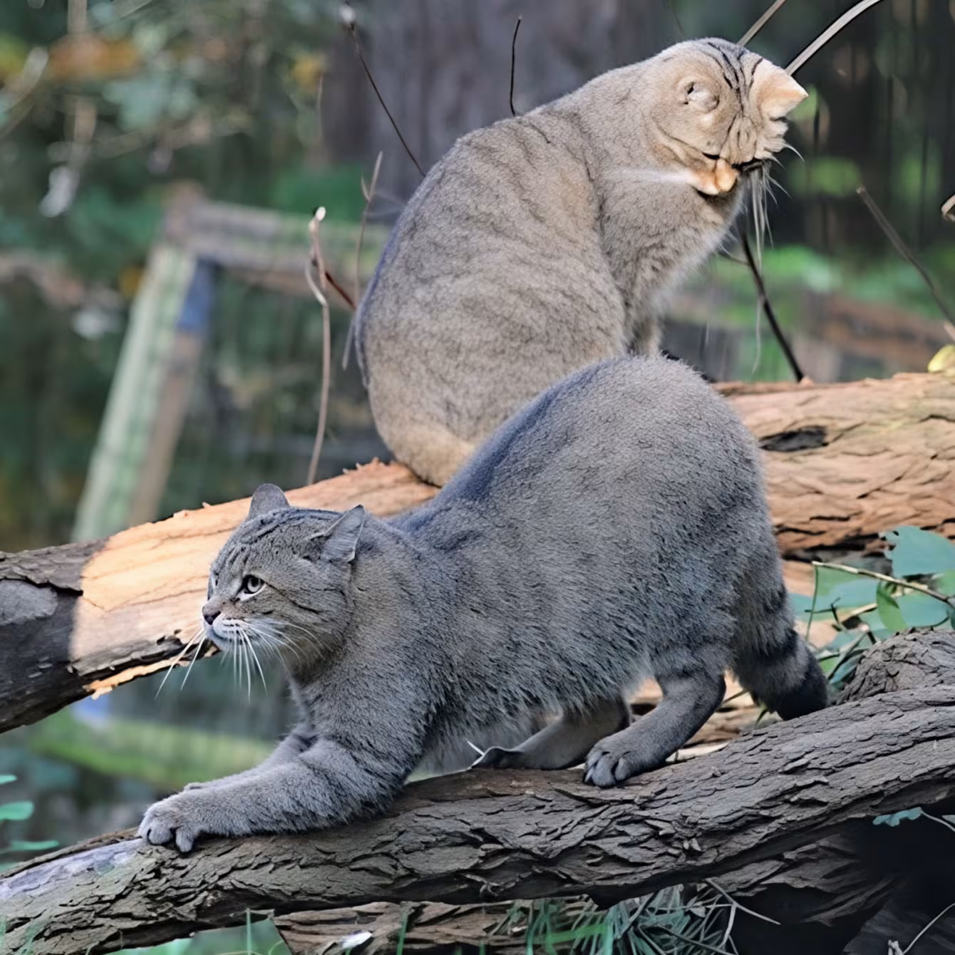 Wildtiere im Wildpark-MV