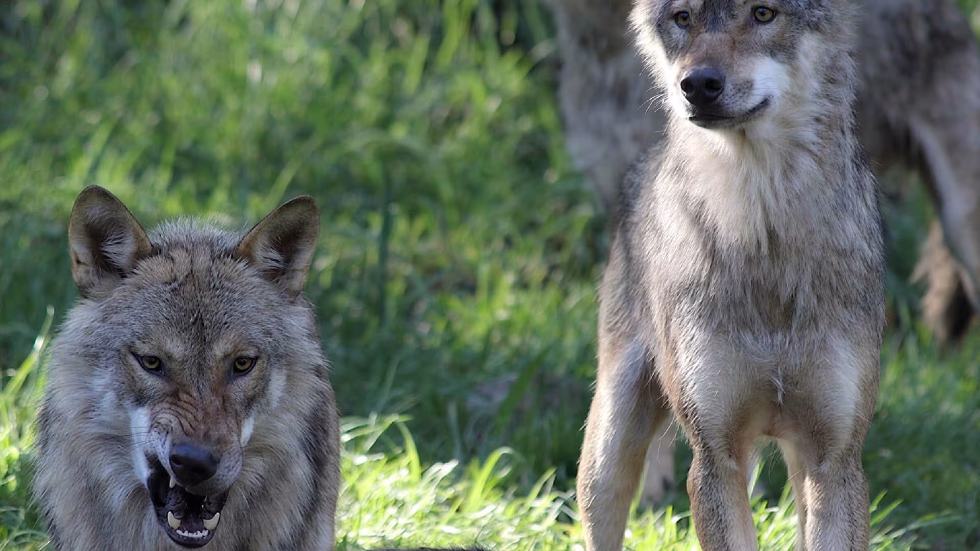 Wolfsabenteuer erleben!