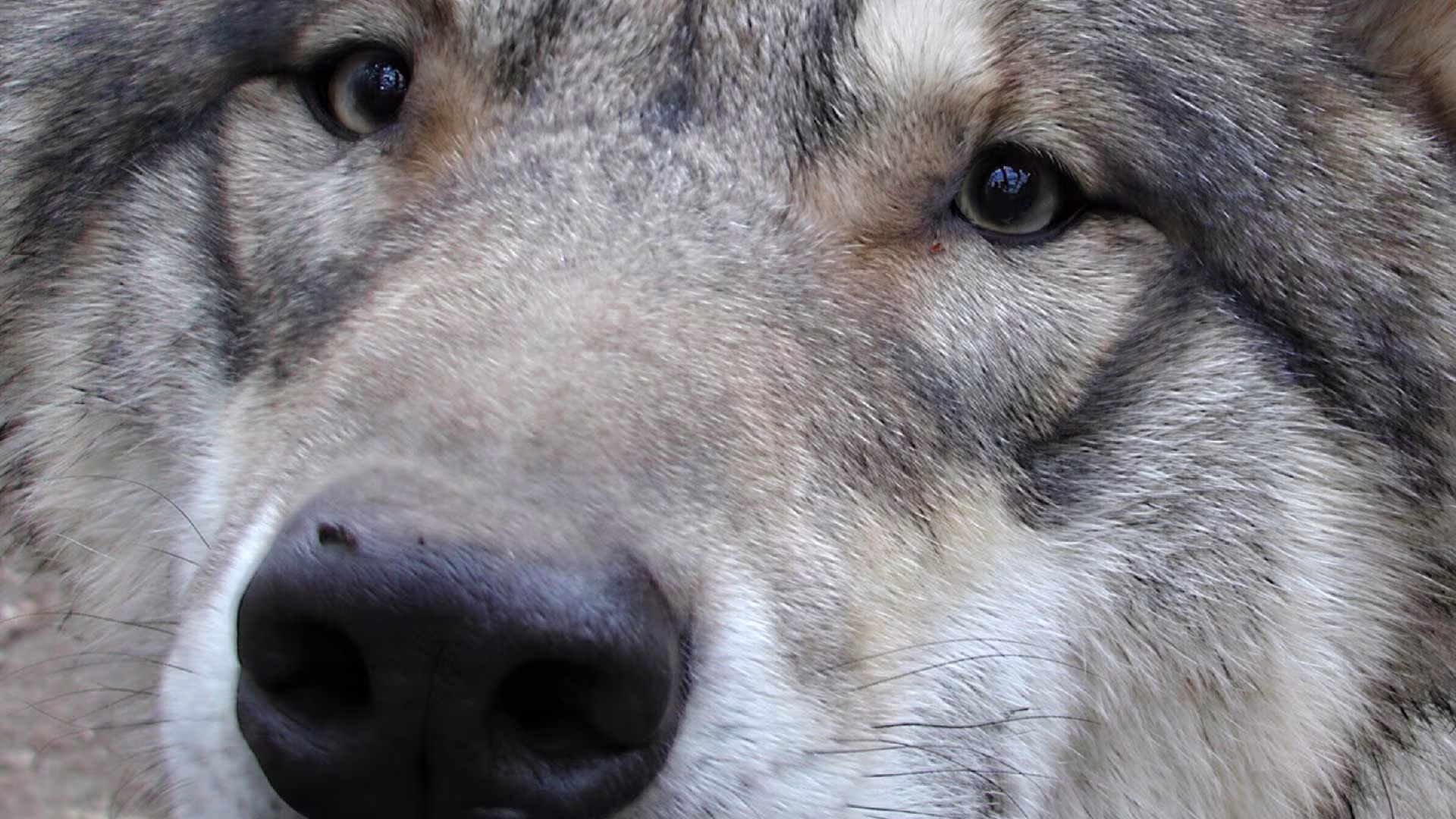 Wolfsabenteuer in MV - Noch freie Plätze