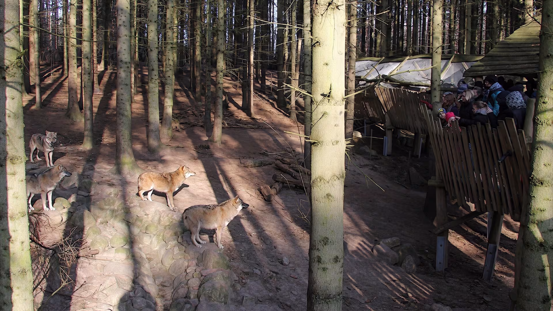 Wolfswanderung im Wildpark-MV