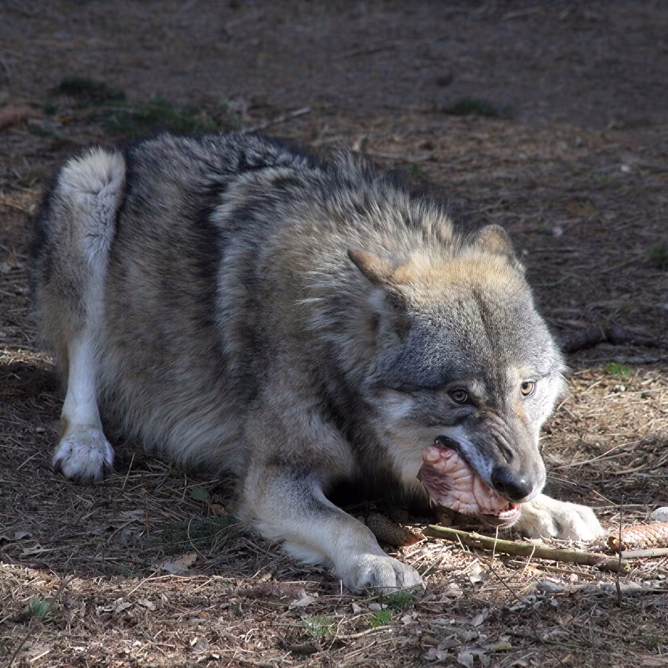 Wolfswanderung im Wildpark-MV