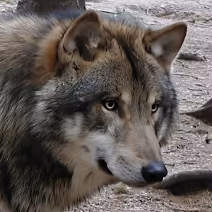 Wolf im Wildpark-MV